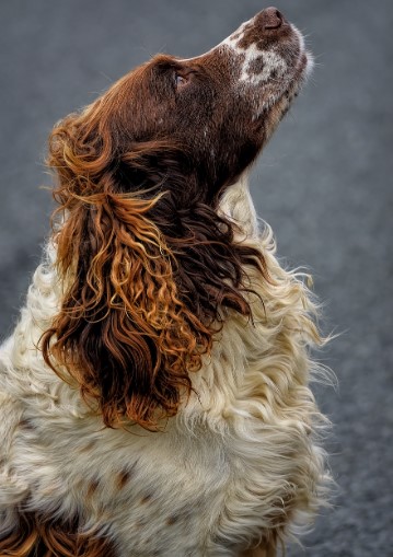 잉글리시 스프링거 스파니엘