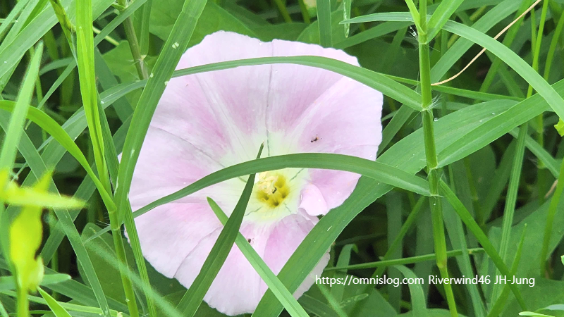 메꽃, 선화(旋花),Bindweed