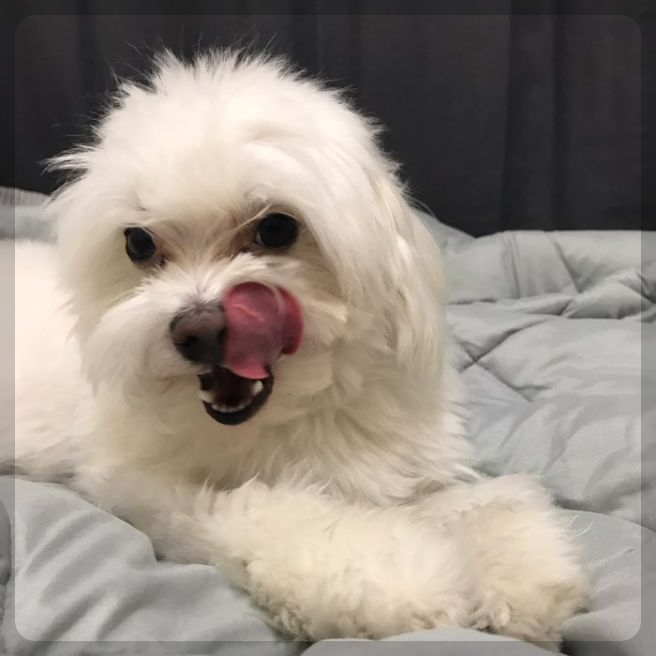 강아지의 입 핥기와 유대감: 사랑의 신호일까?