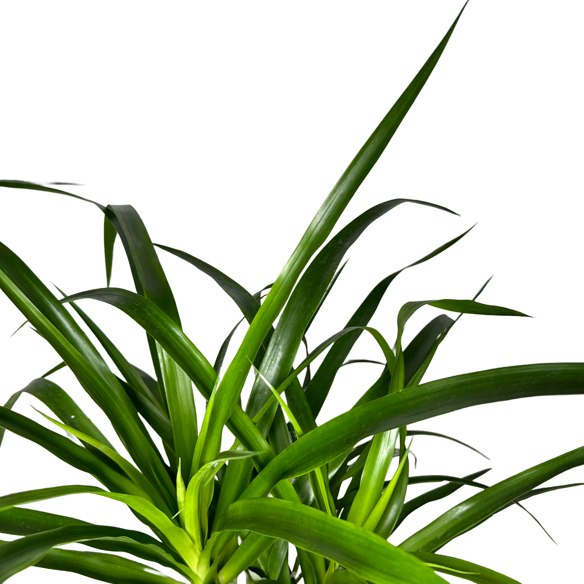 키우기쉬운 실내 정화식물 드라코 키우는 법