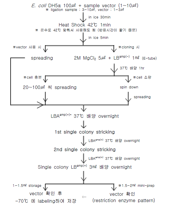 Procedure of E. coli transfromation