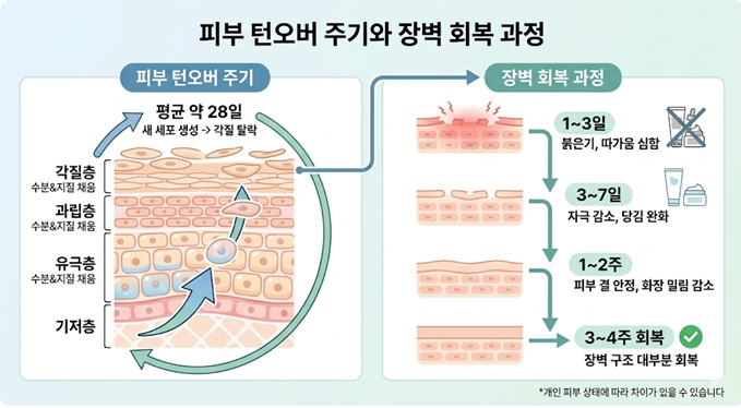 피부 장벽 회복 과정 설명
