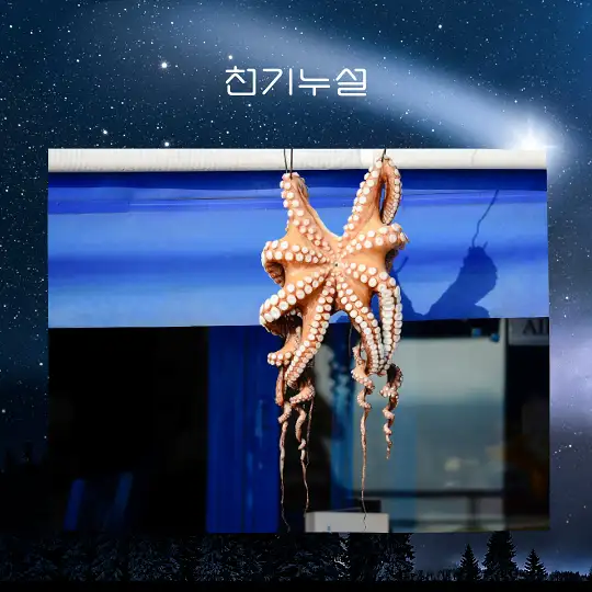 문어 잡는 꿈