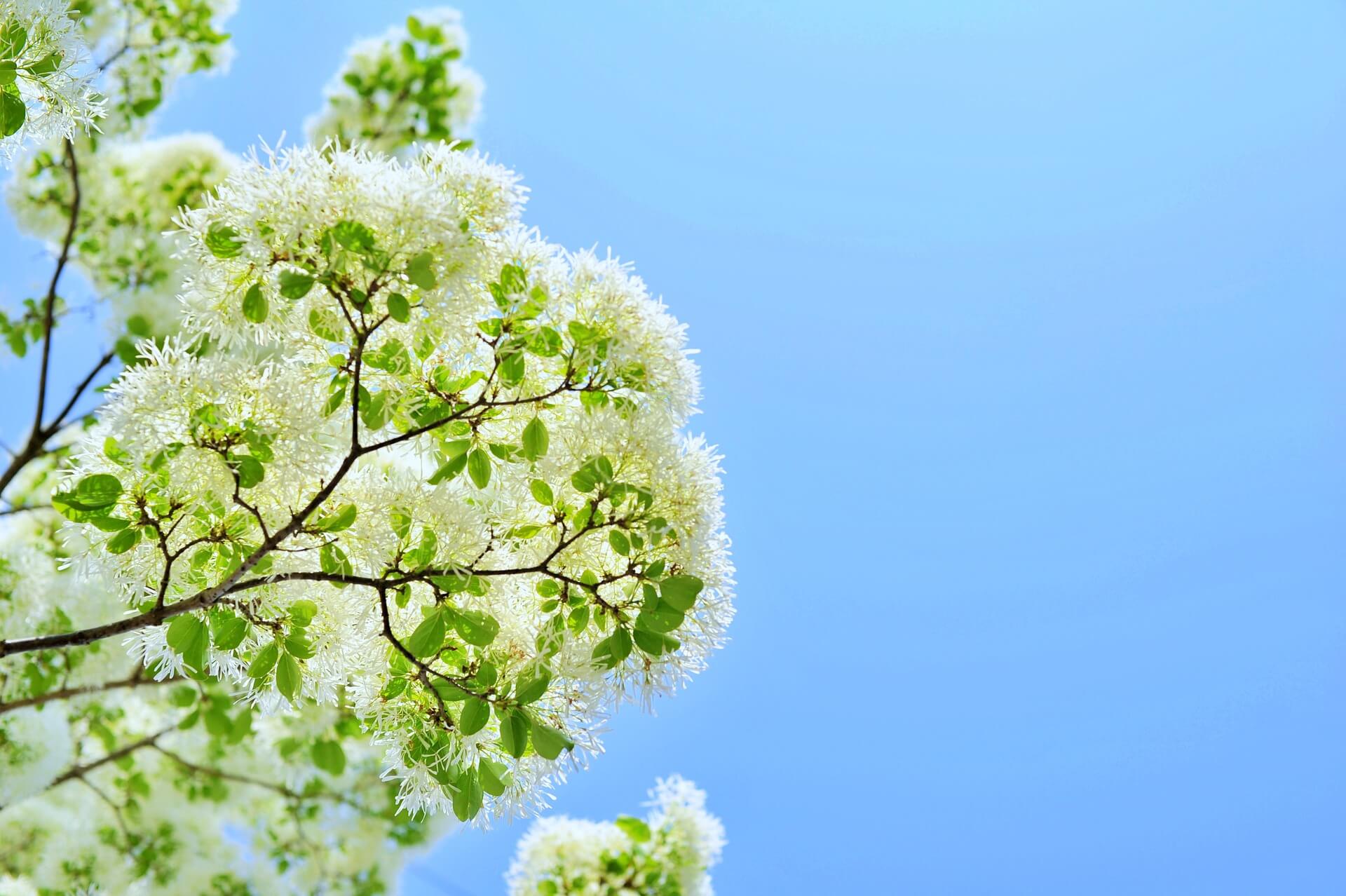 이팝나무와 조팝나무 차이