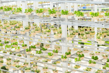 미래 식생활과 도시농업: 지속 가능한 식량 생산의 혁신