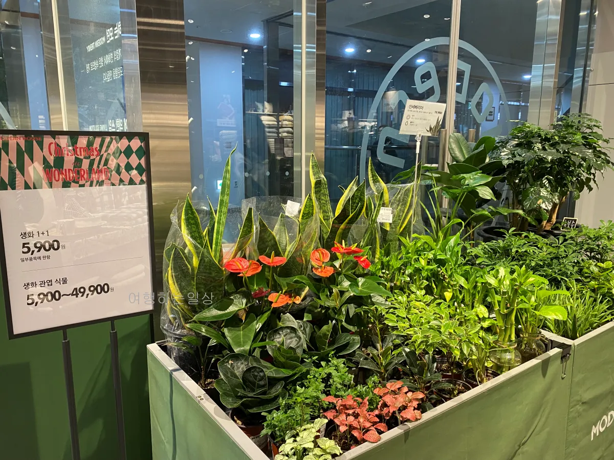 모던하우스-방학점-생활용품-크리스마스-소품-구경-주말방문후기-(미아사거리점과-비교)