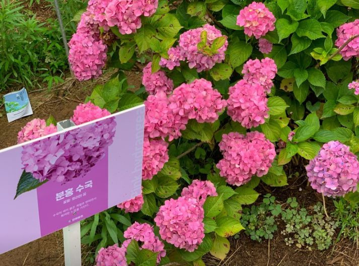 만화방초식물원