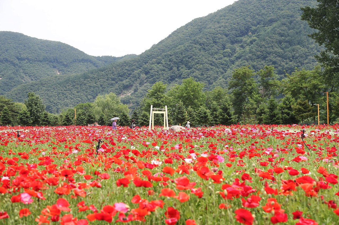 자라섬 꽃 페스타 Colorful Garden 총정리