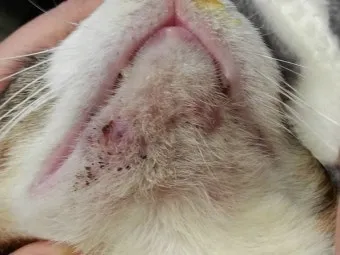 "고양이