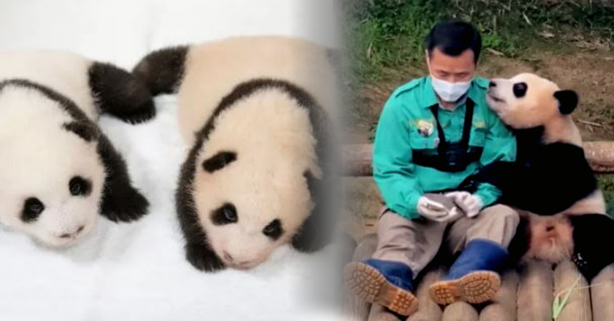 쌍둥이 첫째 1바오 누룽지 판다 푸바오 중국 송환