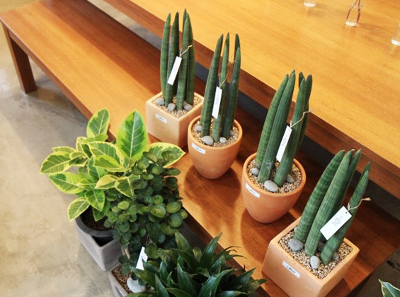 초보자도 키우기 쉬운 식물