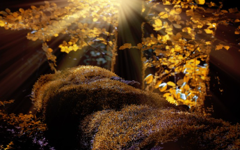 청와대 국민청원홈페이지 지금 확인 19