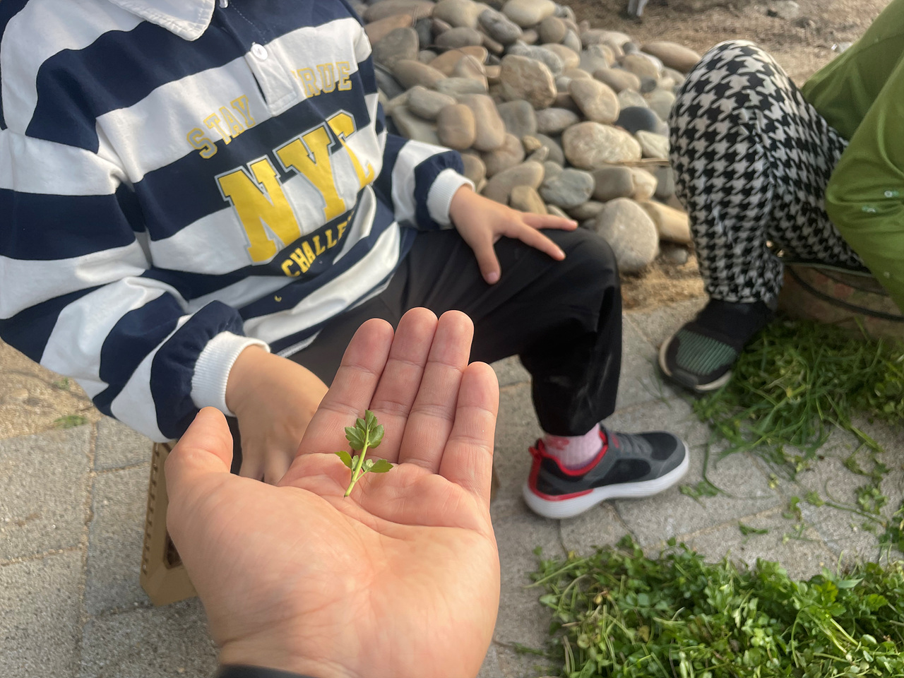 돌미나리4