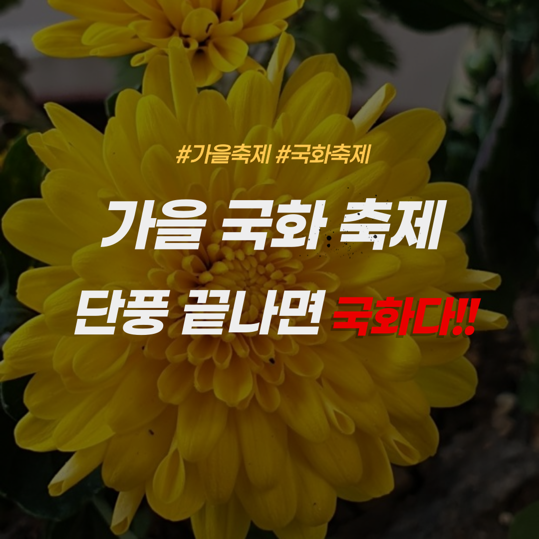 가을국화축제-아침고요수목원-피나클랜드