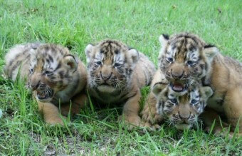 초원에-네마리의-새끼-호랑이가-다정하게-앉아서-놀고있는-귀여운-모습
