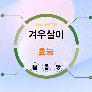 겨우살이 효능 탐구