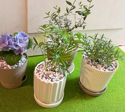 테이블 야자 분갈이