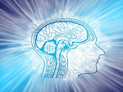 표고버섯 효능 사진11