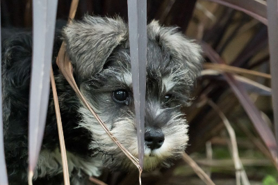 미니어처 슈나우저 사진