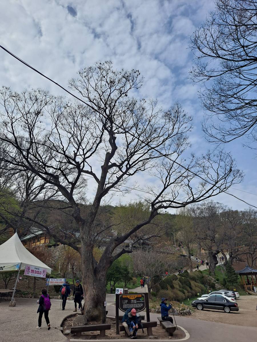 백련사 앞 큰나무