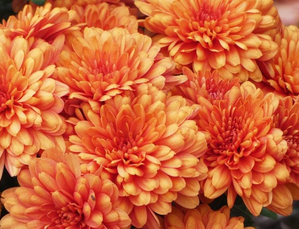 2025년 고양국제꽃박람회 일정 + 입장권 사전예매 방법 총정리