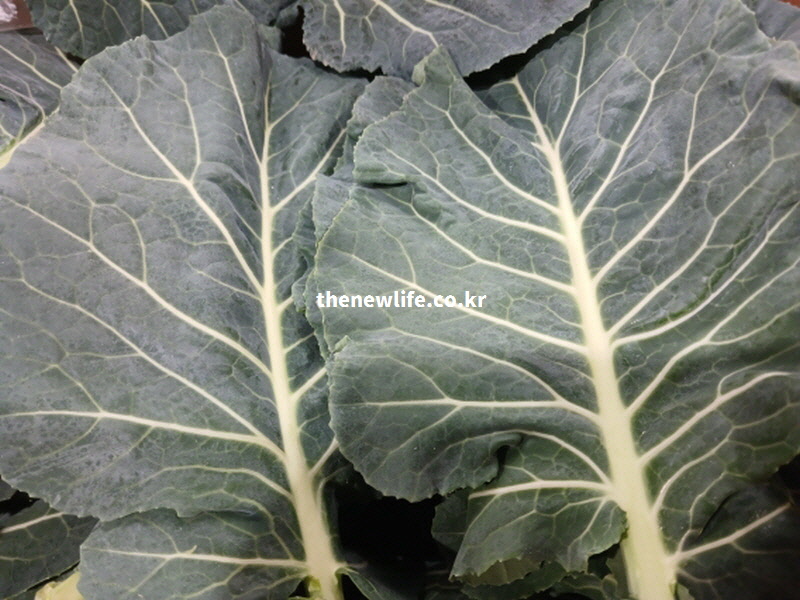 혈관 내 나쁜 콜레스테롤(LDL)을 낮추고 혈전을 방지하여 뇌졸중과 동맥경화를 예방하는 신선한 케일 잎 사진