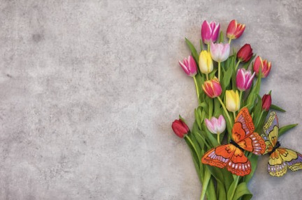 사진 : iStock - 꽃&amp;#44; 나비