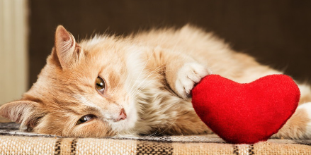 하트 쿠션과 고양이.