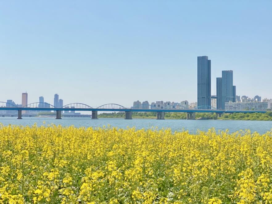 서래섬유채꽃축제