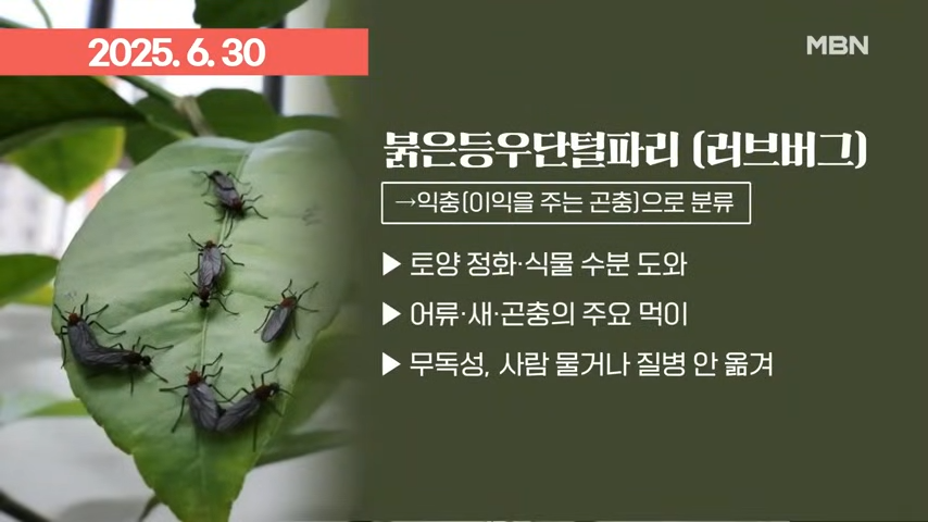 러브버그 익충&amp;#44; 자연정화 돕는 곤충