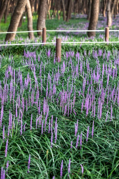 서천 장항 송림산림욕장 스카이워크
