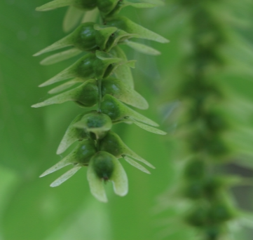 중국굴피나무 열매1