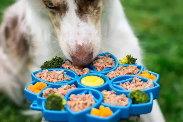 Happy dog with a personalized treat bowl