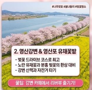 나주 벚꽃