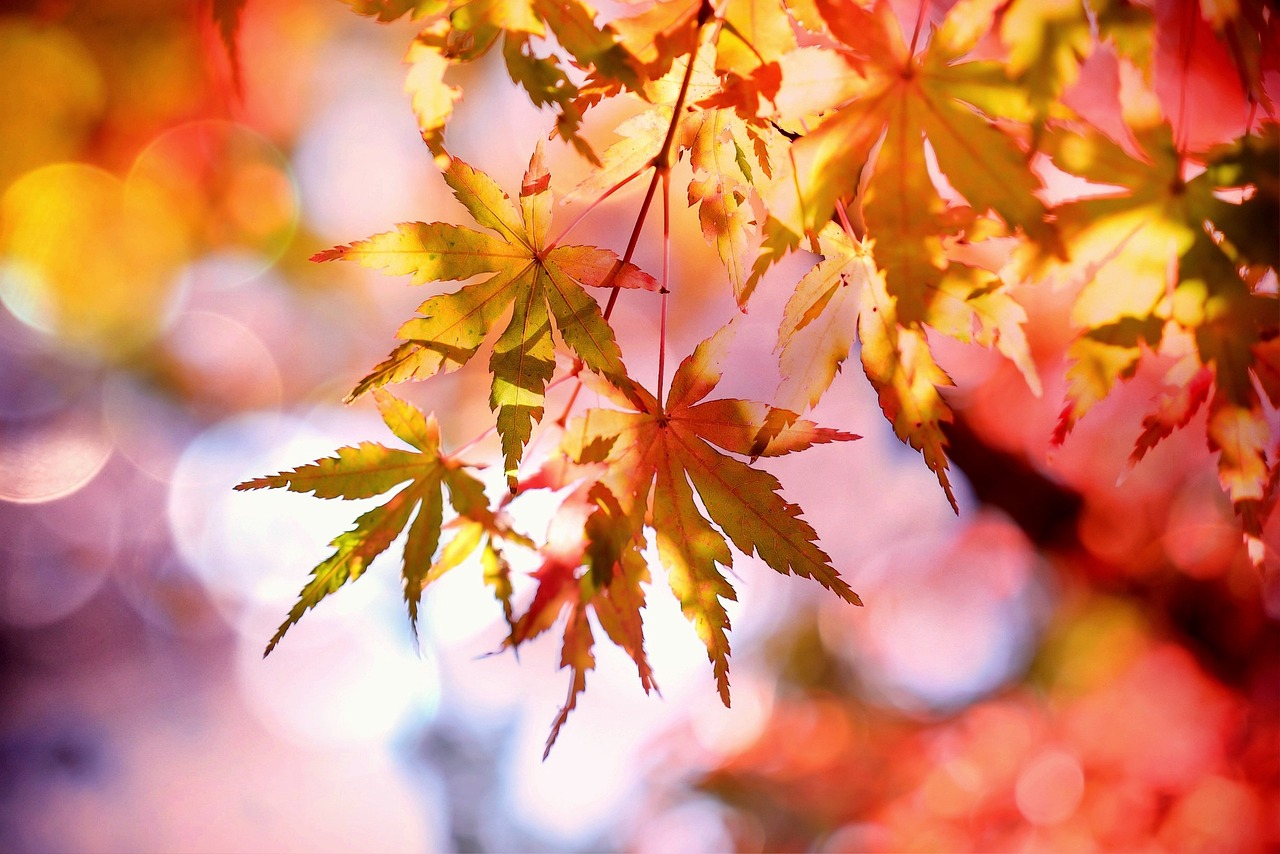 maple-fall-multicoloured-nature