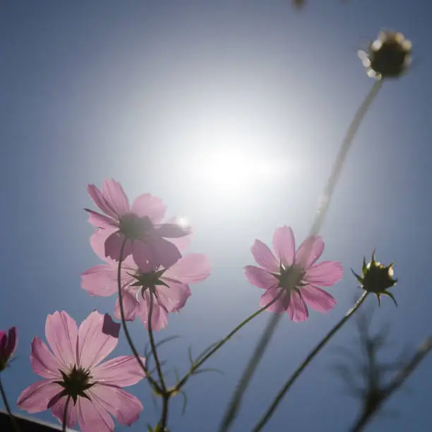 비타민 D 부족증상