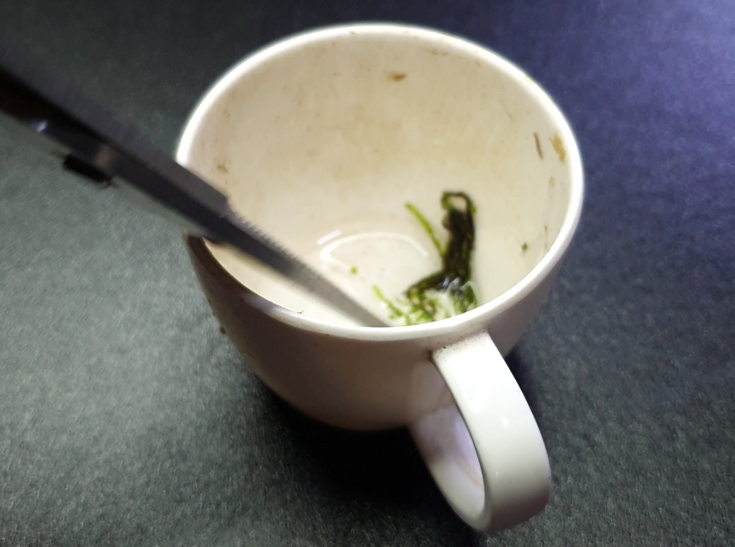 이끼를 조그만한 컵에 담아 가위로 자르고 있습니다