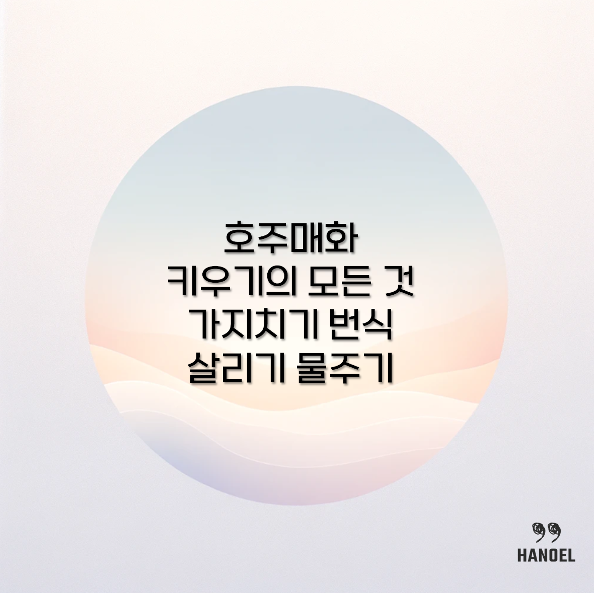호주매화