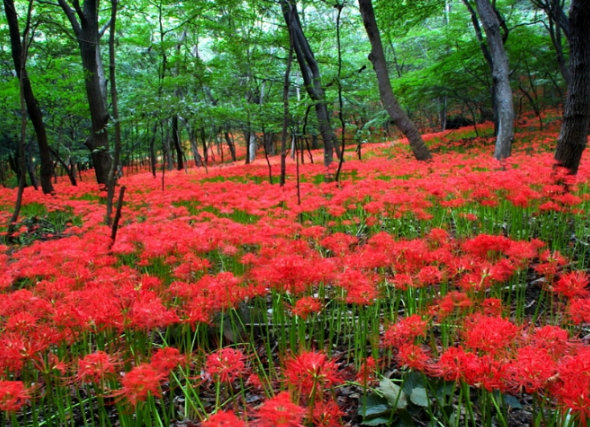 모악산 꽃무릇3