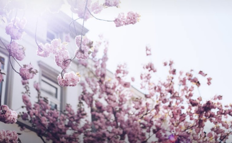 bonn cherryblossom