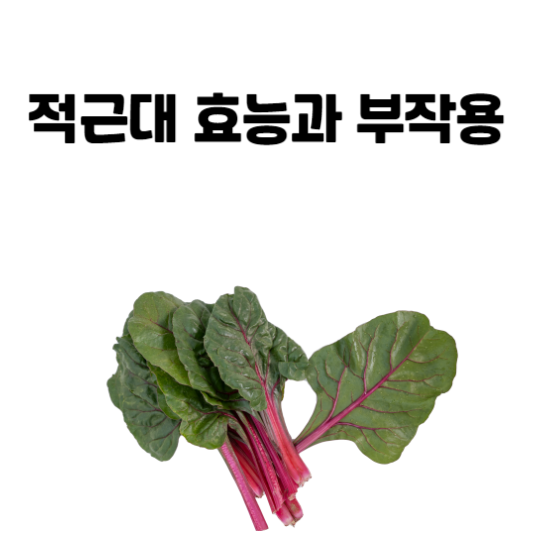 적근대 효능과 부작용