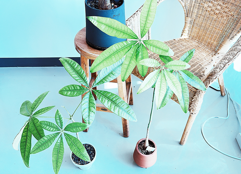 파키라-키우기-좋은장소