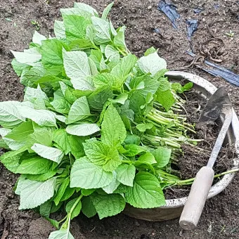 중부지방 들깨 파종시기 및 재배법 농사 팁 정리_4