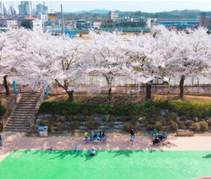예천 벚꽃
