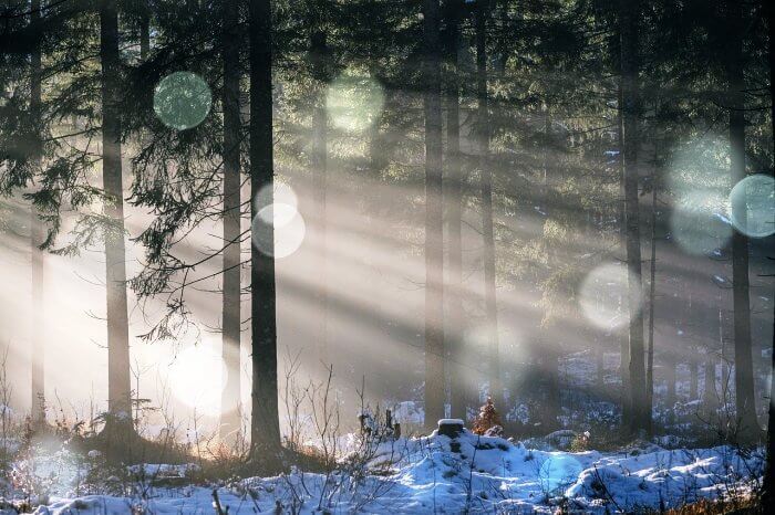 빛이들어오는-겨울-숲속