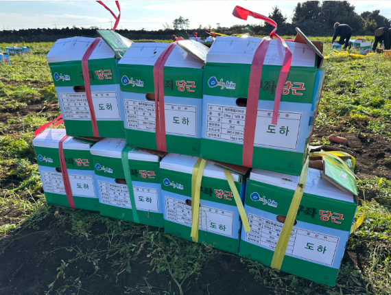 6시내고향 제주 구좌 당근 구매정보 도하네농장