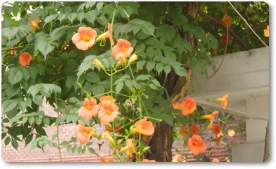 아름다운 꽃의 매력 능소화 꽃말/특성/재배법/활용법/관광 명소