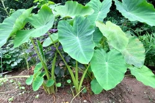 토란재배법-토란모종심기-토란-재배시기-종자-종구-심는시기-파종시기-수확시기