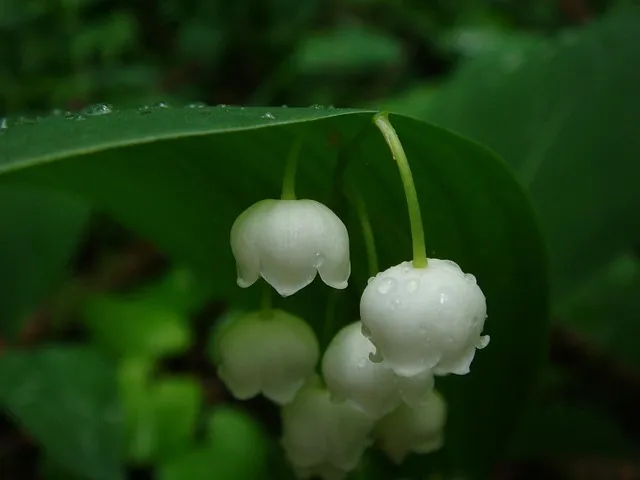 은방울꽃 꽃말 봄 꽃 꽃말 모음_8