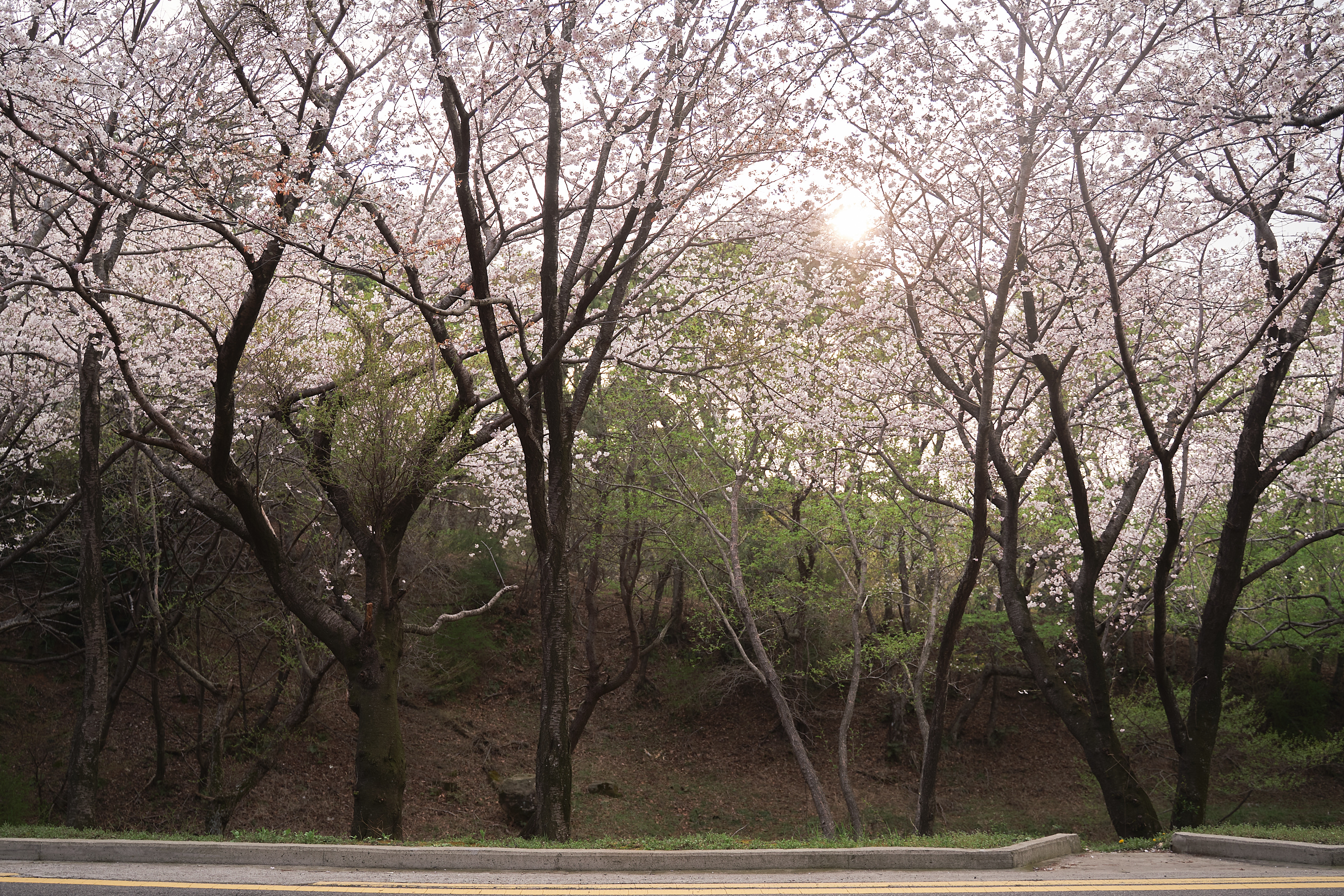 달맞이벚꽃